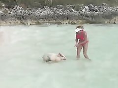 Plivanje svinje sa djevojkama u plaži, exuma, bahame